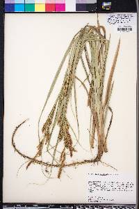 Carex hyalinolepis image