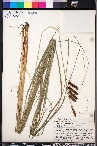 Carex glaucescens image