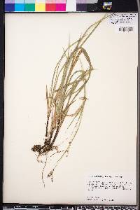 Carex oxylepis image