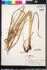 Carex lupuliformis image