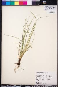 Carex jamesii image