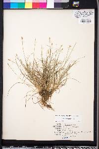 Carex leavenworthii image