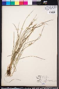 Carex dasycarpa image