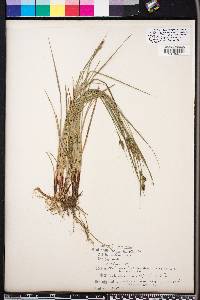 Carex complanata image