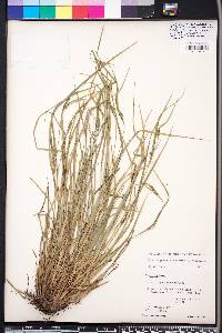 Carex oligocarpa image