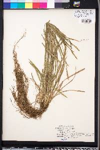 Carex striatula image