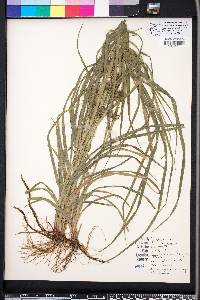 Carex louisianica image