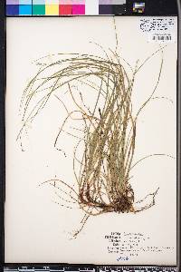 Carex physorhyncha image