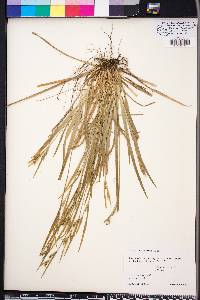 Carex leptonervia image