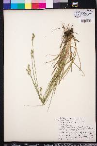 Carex albolutescens image