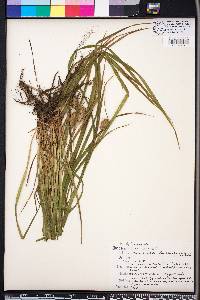 Carex squarrosa image