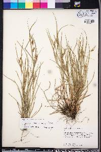 Carex corrugata image