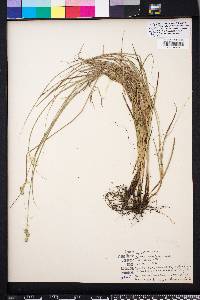 Carex albolutescens image