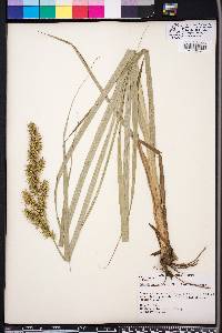 Carex crus-corvi image