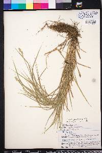 Carex albolutescens image