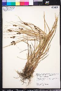 Carex caroliniana image