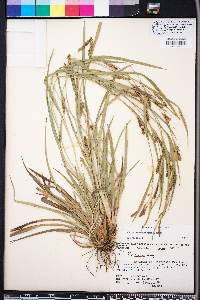 Carex flaccosperma image