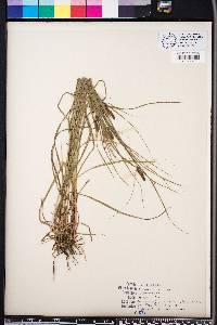 Carex complanata image