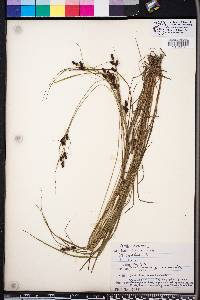 Carex complanata image