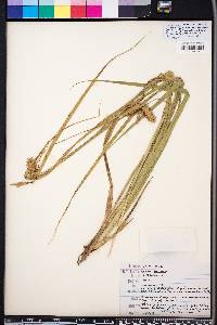 Carex comosa image