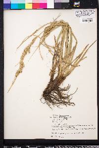 Carex cherokeensis image