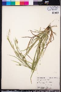 Carex gracilescens image