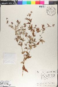 Carex retroflexa image