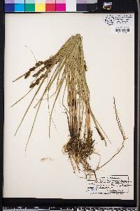 Carex decomposita image