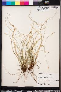 Carex physorhyncha image