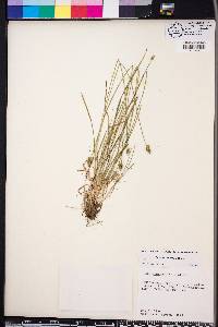 Carex leavenworthii image