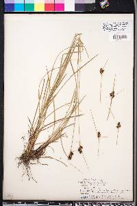 Carex complanata image