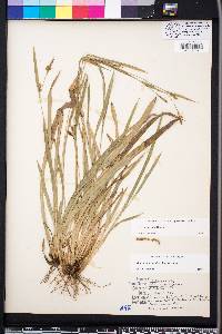 Carex pigra image