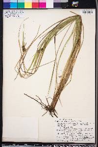 Carex elliottii image