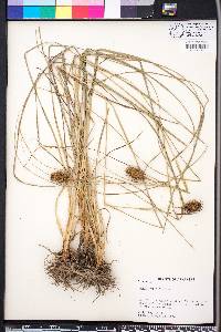 Carex squarrosa image