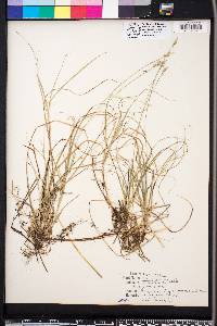 Carex physorhyncha image