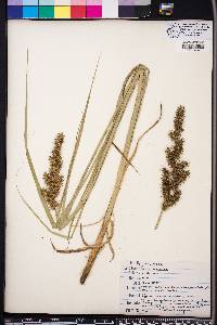 Carex crus-corvi image