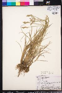 Carex albolutescens image