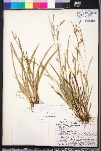 Carex pigra image