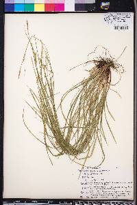 Carex gracilescens image