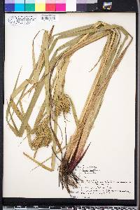 Carex lupuliformis image