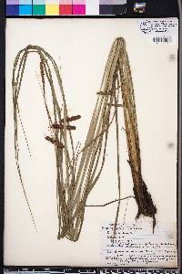 Carex glaucescens image