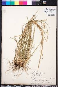 Carex gracilescens image