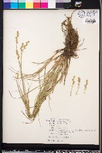 Carex festucacea image