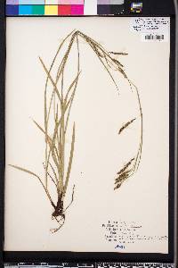 Carex oxylepis image