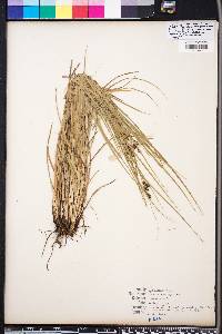 Carex complanata image