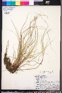 Carex physorhyncha image