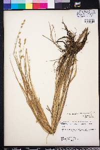 Carex canescens subsp. disjuncta image