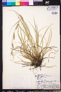 Carex cherokeensis image