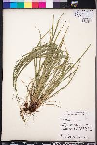 Carex oligocarpa image