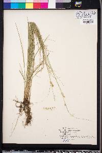 Carex retroflexa image